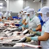 Chế biến cá tra xuất khẩu tại Công ty Hùng Cá, TP. Cao Lãnh. (Ảnh: An Hiếu/TTXVN)