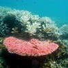 Rạn san hô Great Barrier Reef tại Australia. (Nguồn: AFP/TTXVN)
