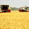 Thu hoạch lúa mì tại tỉnh Hà Bắc, Trung Quốc ngày 15/7. (Nguồn: THX/TTXVN)
