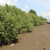 Rừng ngập mặn phòng hộ ven biển Kiên Giang. (Ảnh: Lê Huy Hải/TTXVN)
