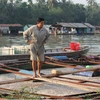 Cá bè nuôi chết nổi trắng mặt nước tại một bè nuôi trên sông Đồng Nai. (Ảnh: Sỹ Tuyên/TTXVN)