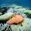 Rạn san hô Great Barrier Reef của Australia ngày 2/10/2012. (Nguồn: AFP/TTXVN)