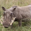 Thanh Hóa: Lợn rừng tấn công khiến một người bị thương nặng 