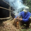 Đốt lửa sưởi ấm cho gia súc khi nhiệt độ xuống thấp.. (Ảnh minh họa: Quang Cường/TTXVN)