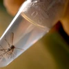 Nghiên cứu loài muỗi Aedes, vật trung gian truyền virus Zika, tại phòng thí nghiệm ở trường Đại học El Salvador, thủ đô San Salvador của El Salvado ngày 3/2. (Nguồn: AFP/TTXVN)