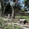Rừng phòng hộ Dầu Tiếng tại đảo Nhím bị tàn phá nặng nề. (Ảnh: Phạm Thanh Tân/TTXVN)