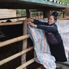 Người dân bản Tò Lọ, xã Chiềng Đen, thành phố Sơn La, căng bạt che kín chuồng trại chống rét cho gia súc. (Ảnh: Công Luật/TTXVN)