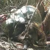Xác bò tót được phát hiện tại khu rừng thuộc Khu Bảo tồn Thiên nhiên văn hóa Đồng Nai. (Ảnh: Sỹ Tuyên/TTXVN)