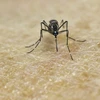 Nghiên cứu về muỗi Aedes Aegypti, vật trung gian truyền virus Zika tại Trung tâm thực hành nghiên cứu y học quốc tế ở Cali, Colombia ngày 25/1. (Nguồn: AFP/TTXVN)