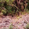 Lớp thực bì dày nhiều mét dưới tán rừng U Minh Hạ bị khô khiến cho rừng dễ cháy và khi cháy rất khó để dập tắt. (Ảnh: Huỳnh Thế Anh/TTXVN)