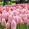 Vườn hoa Keukenhof với các loài hoa tulip nhiều màu sắc. (Ảnh: Hương Giang/Vietnam+)