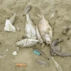 Cá chết dạt vào bờ tại Quảng Bình. (Ảnh: Võ Dung/TTXVN)