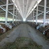 Trang trại bò Australia của anh Lưu Sơn Thủy ở xã Xuân Đông, huyện Cẩm Mỹ, Đồng Nai. (Ảnh: Sỹ Tuyên/TTXVN)