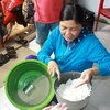 Bà Trương Thị Bé Đoan, khu dân cư số 7, cầm số gạo nghi trộn nhựa. (Ảnh: Vĩnh Trọng/TTXVN)