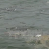 Cá chết trôi dạt vào bờ biển xã Đức Trạch, Bố Trạch, Quảng Bình. (Ảnh: Đức Thọ/TTXVN)