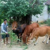 Được hỗ trợ 2 con bò từ chương trình 135, gia đình anh Lương Văn Phú, dân tộc Thái ở xóm Phong Quang, xã Quế Sơn, huyện Quế Phong đã thoát nghèo bền vững. (Ảnh minh họa: Thanh Tùng/TTXVN)