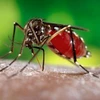 Muỗi cái Aedes aegypti được nghiên cứu tại Trung tâm kiểm soát dịch bệnh Mỹ. (Nguồn: Bloomberg/TTXVN)
