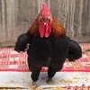 Chú gà đi lại dễ dàng hơn sau khi tự mổ chân mình. (Nguồn: shanghaiist.com)