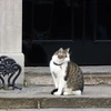 Mèo Larry ngồi trên bậc thềm của ngôi nhà số 10 phố Downing. (Nguồn: AP)
