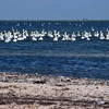 Thiên nga trắng trong khu chim săn bắn, một phần của Khu bảo tồn thiên nhiên Crimea trong vịnh Karkinit của Biển Đen. (Nguồn: Sputnik)