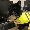 Cô mèo được tặng 1 chiếc áo phản quang và 1 bảng tên. (Nguồn: independent.co.uk)