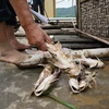 Số cá bị chết nuôi trong lồng của các hộ gia đình làng Kìm, xã Cẩm Ngọc ước khoảng hơn 8 tấn. (Ảnh: Hoa Mai/TTXVN)