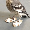 Chú chim nhại và đôi giày tuyết tí hon. (Nguồn: boredpanda.com)
