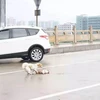 Chú chó không ngừng lay gọi bạn thức dậy. (Nguồn: CCTVNews)