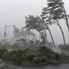 Cây cối bị quật đổ do bão Meranti tại Đài Loan, Trung Quốc ngày 14/9. (Nguồn: THX/TTXVN)