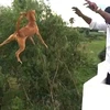 Cô chó nhỏ tội nghiệp bị ném từ sân thượng của một tòa nhà. (Nguồn: Dailymail.com)