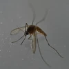 Muỗi, vật trung gian lây truyền virus Zika, tại Mexico City, Mexico ngày 7/5. (Nguồn: AFP/TTXVN)