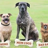  Gia đình chó độc đáo. (Nguồn: dailymail.co.uk)