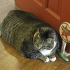 Người chủ bị chỉ trích vì đang "giết chết dần" chú mèo béo phì