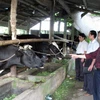 Dự án bò sữa Việt-Bỉ. (Ảnh minh họa: Trần Tuấn/TTXVN)