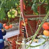 Thu hoạch cà chua cho hệ thống siêu thị Coles. (Nguồn ABC)