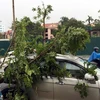 Mưa to, gió lớn làm cây đổ trên đường Đống Đa, thành phố Huế. (Ảnh: Quốc Việt/TTXVN)