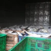 Cá được người dân vớt lên đem đóng đá (ảnh chụp lúc 15 giờ 30 phút, ngày 12/10 trên địa bàn xã Long Sơn, thành phố Vũng Tàu. (Ảnh: Hoàng Nhị/TTXVN)