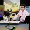 Chú mèo thản nhiên nhảy lên bàn người dẫn chương trình truyền hình trực tiếp. (Nguồn: DailyMail)