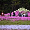 Khách du lịch chiêm ngưỡng những thảm hoa Shibazakura rực rỡ dưới chân núi Phú Sĩ. (Nguồn: AFP/TTXVN)