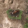 Ba chú bò bị mắc kẹt trên 'ốc đảo' nhỏ. (Nguồn: stuff.co.nz)