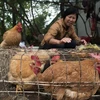 Gia cầm sống được bày bán tại một chợ ở thành phố Quảng Châu, tỉnh Quảng Đông, miền nam Trung Quốc ngày 14/1. (Nguồn: AFP/TTXVN)