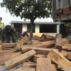Kiểm đếm số gỗ lậu trên xe container. (Ảnh: Trịnh Duy Hưng/Vietnam+)