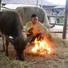 Người dân đốt lửa sưởi ấm cho gia súc. (Ảnh: Xuân Tư/TTXVN)