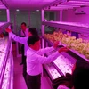 Phòng thí nghiệm sử dụng chiếu sáng LED cho nuôi hoa màu, hoa quả tại trung tâm. (Ảnh: Mạnh Linh/TTXVN)