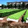 Cuba cho phép hộ nông dân được trực tiếp thuê lao động 