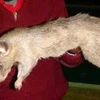 Bé gái đã chết thương tâm sau khi bị những con chuột cỡ lớn tấn công. (Nguồn: Dan Newling/Dailymail)