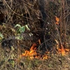 Cháy rừng keo giáp ranh với khu rừng quốc gia Yên Tử ngày 22/12. (Ảnh: Trung Nguyên/TTXVN)
