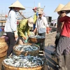 Thu mua hải sản của ngư dân Quảng Trị. (Ảnh: Thanh Thủy/TTXVN)