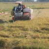 Nông dân tỉnh Bạc Liêu thu hoạch lúa Thu Đông. (Ảnh: Huỳnh Sử/TTXVN)