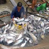 Thu hoạch cá tra tại tổ hợp tác nuôi cá tra Tân Thạnh, xã Tân Hội, TP Vĩnh Long. (Ảnh: Vũ Sinh/TTXVN)